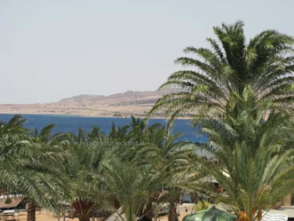 Palme Coral Bay